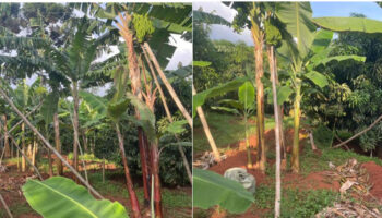 Agroecology in Action2